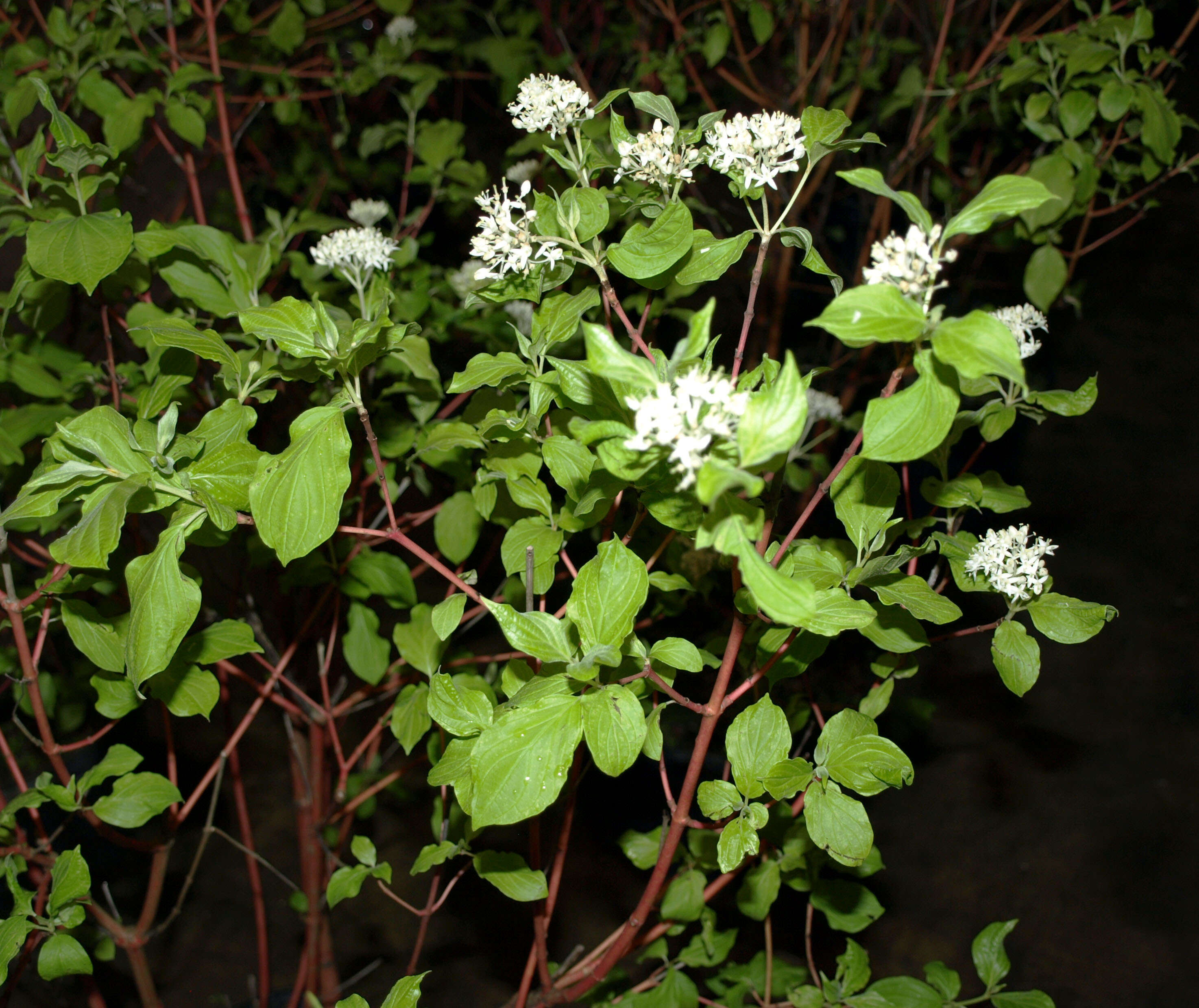 Image of redosier dogwood