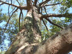 Image of Ceiba chodatii (Hassl.) P. Ravenna