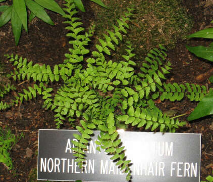 Image of Northern maidenhair fern