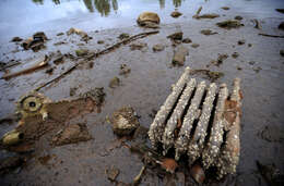 Image of barnacles