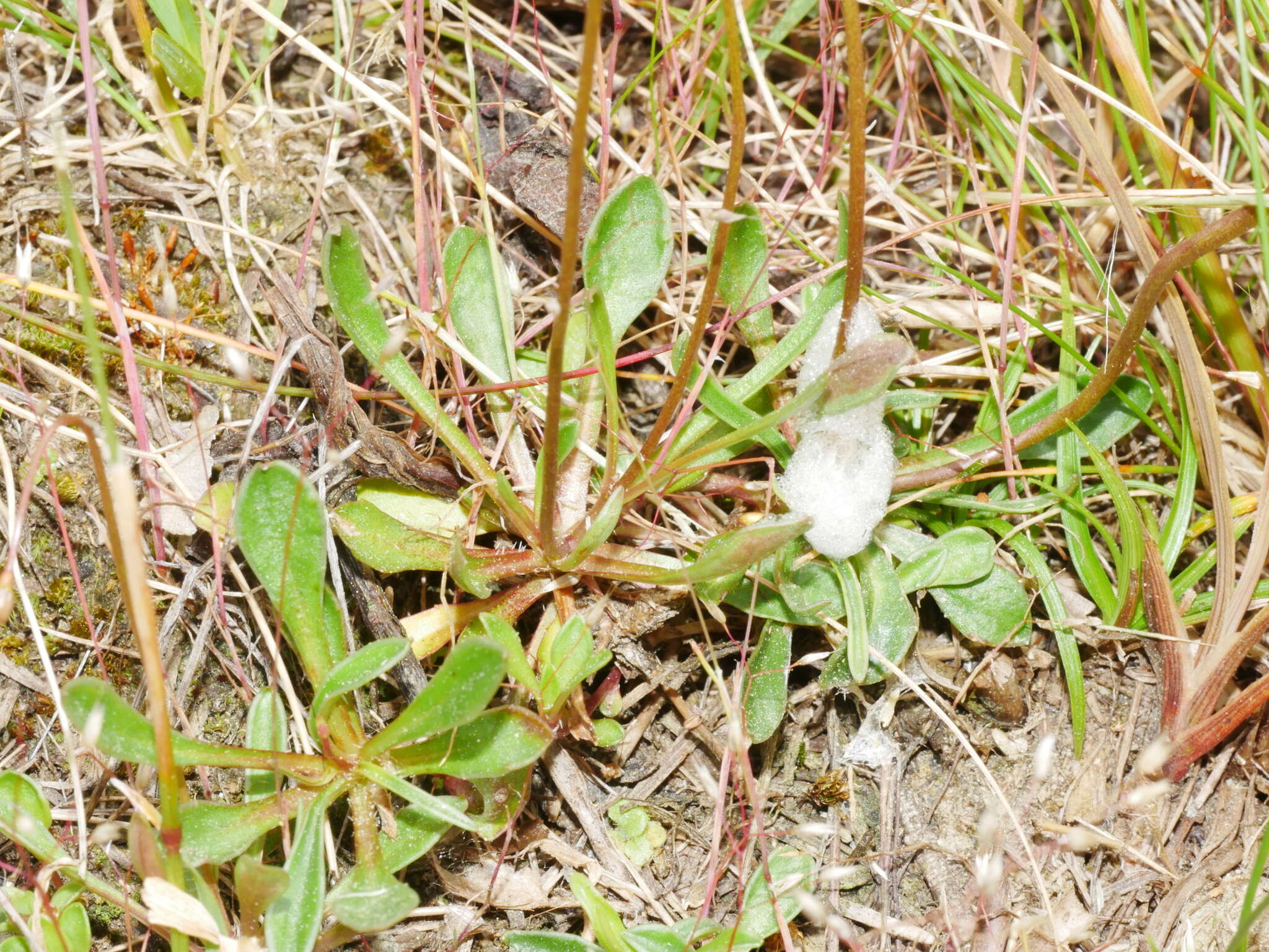 Image of Wahlenbergia albomarginata subsp. albomarginata