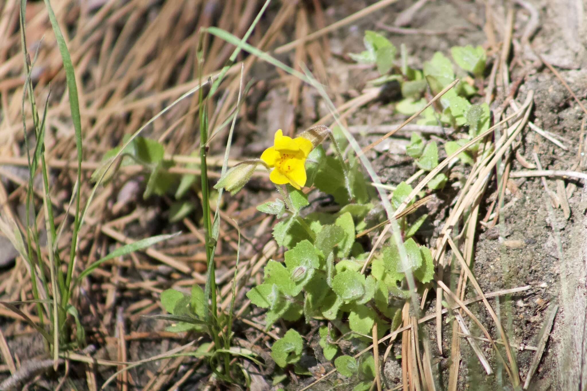 Sivun Erythranthe corallina (Greene) G. L. Nesom kuva