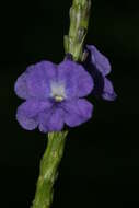 Image of light-blue snakeweed