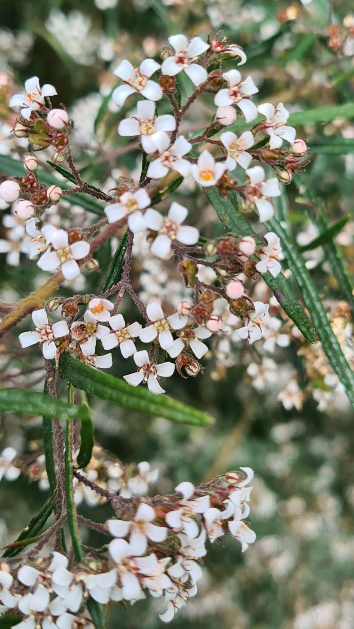 Image of Zieria tuberculata J. A. Armstr.