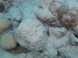 Image of Snowflake moray