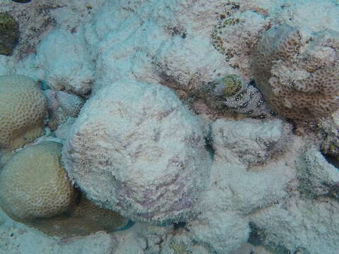 Image of Snowflake moray