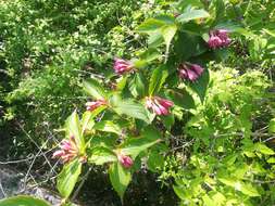 Image of crimson weigela