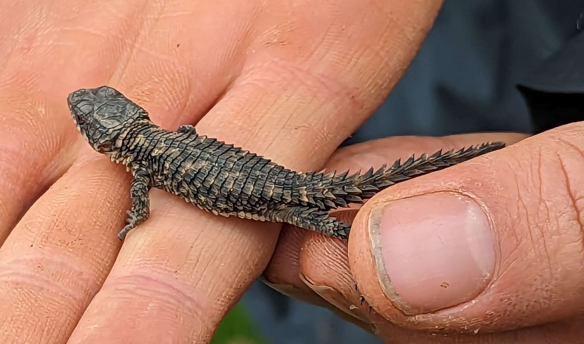 Image of Nyika Girdled Lizard