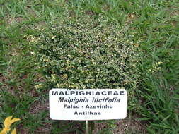 Image of malpighia