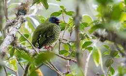 صورة Pipreola arcuata arcuata (Lafresnaye 1843)