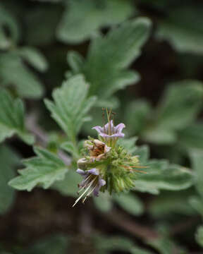 Image of waterleaf phacelia