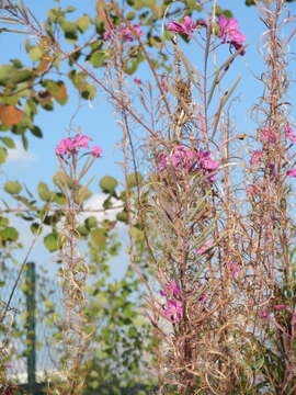 Image of Narrow-Leaf Fireweed