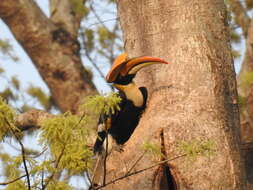 Image of Great Indian Hornbill