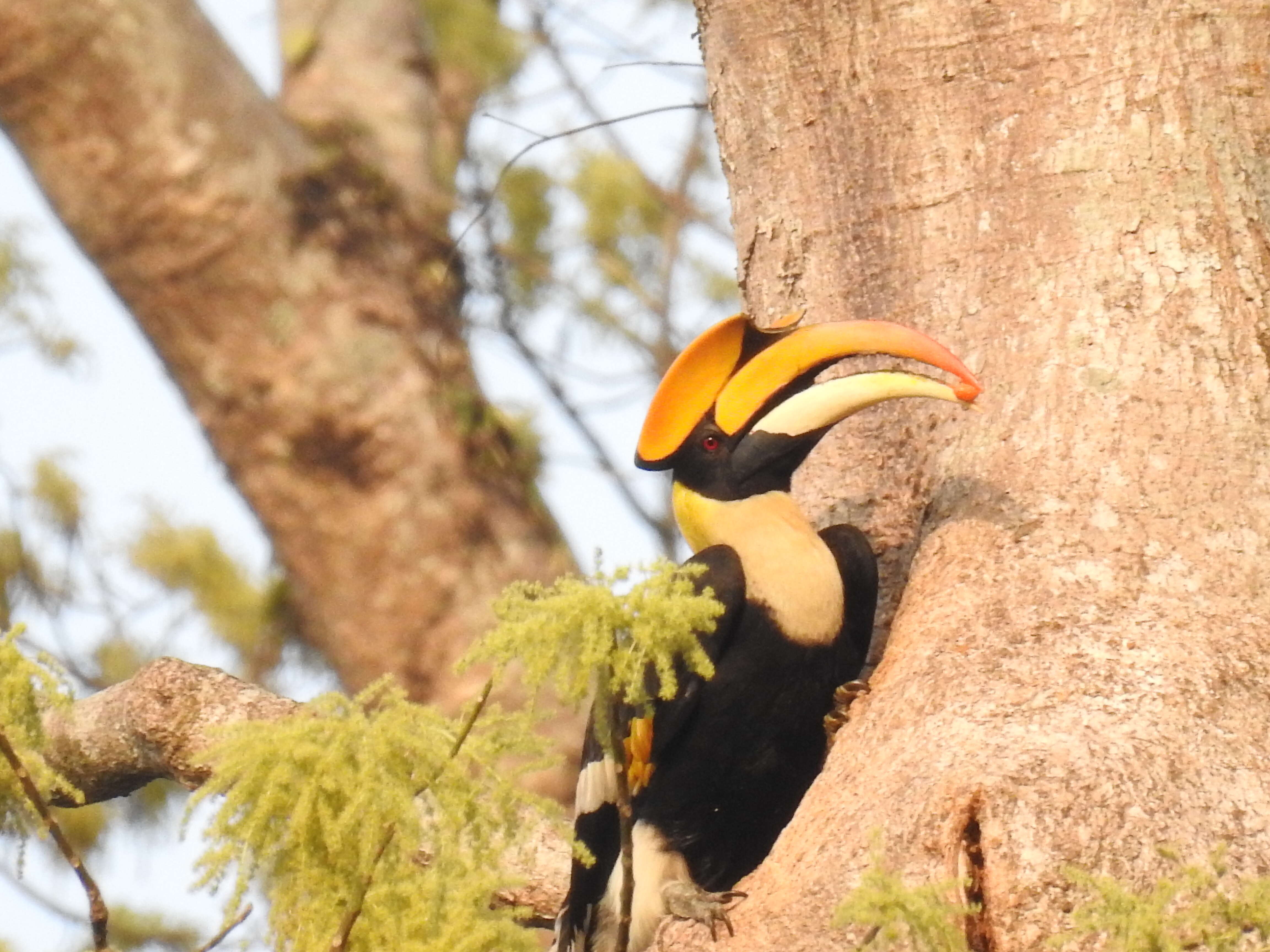 Image of Great Indian Hornbill