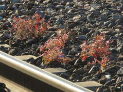 Imagem de Geranium robertianum L.