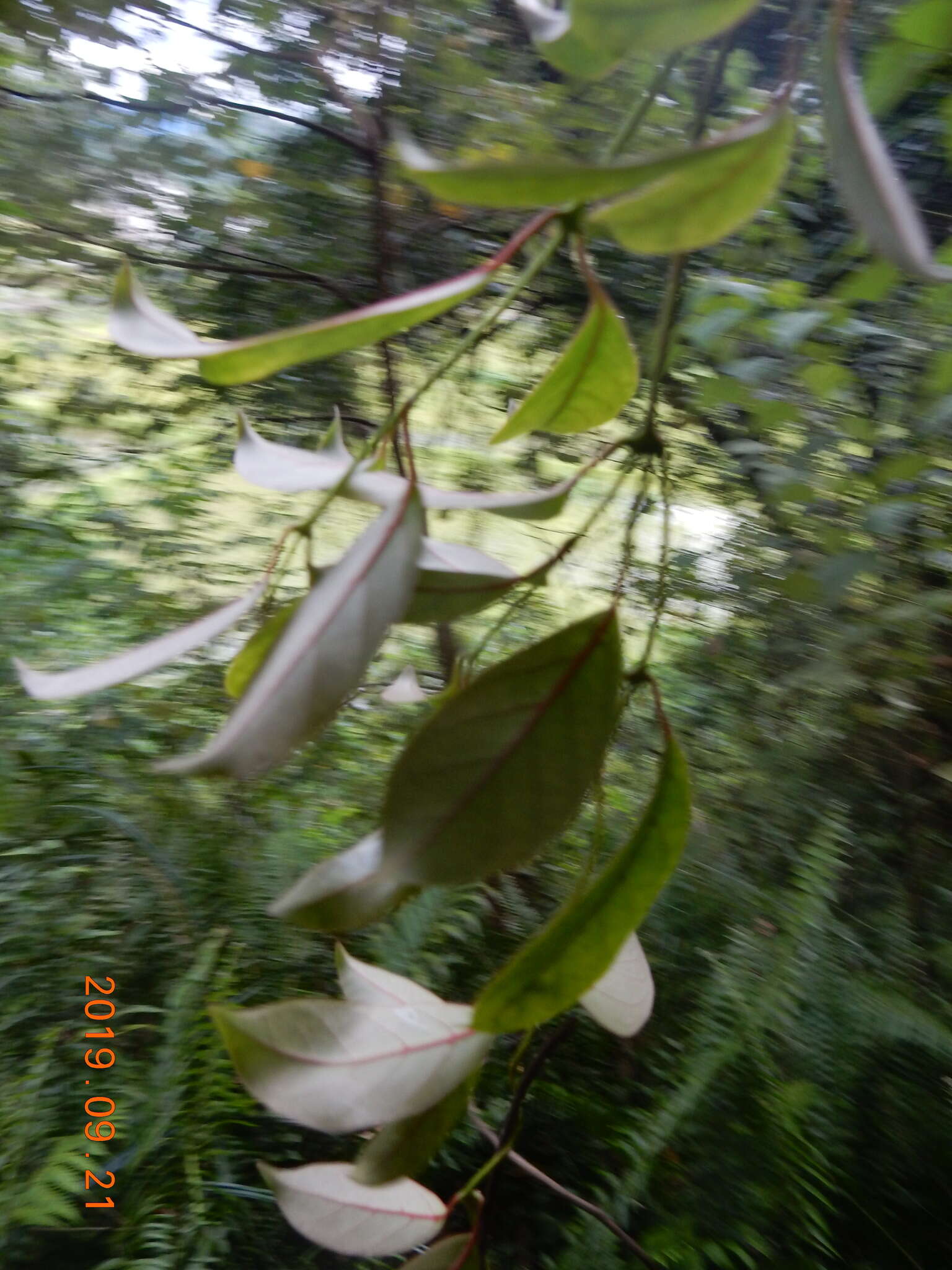 Image of Urceola rosea (Hook. & Arnott) D. J. Middleton