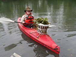 Image of water chestnut