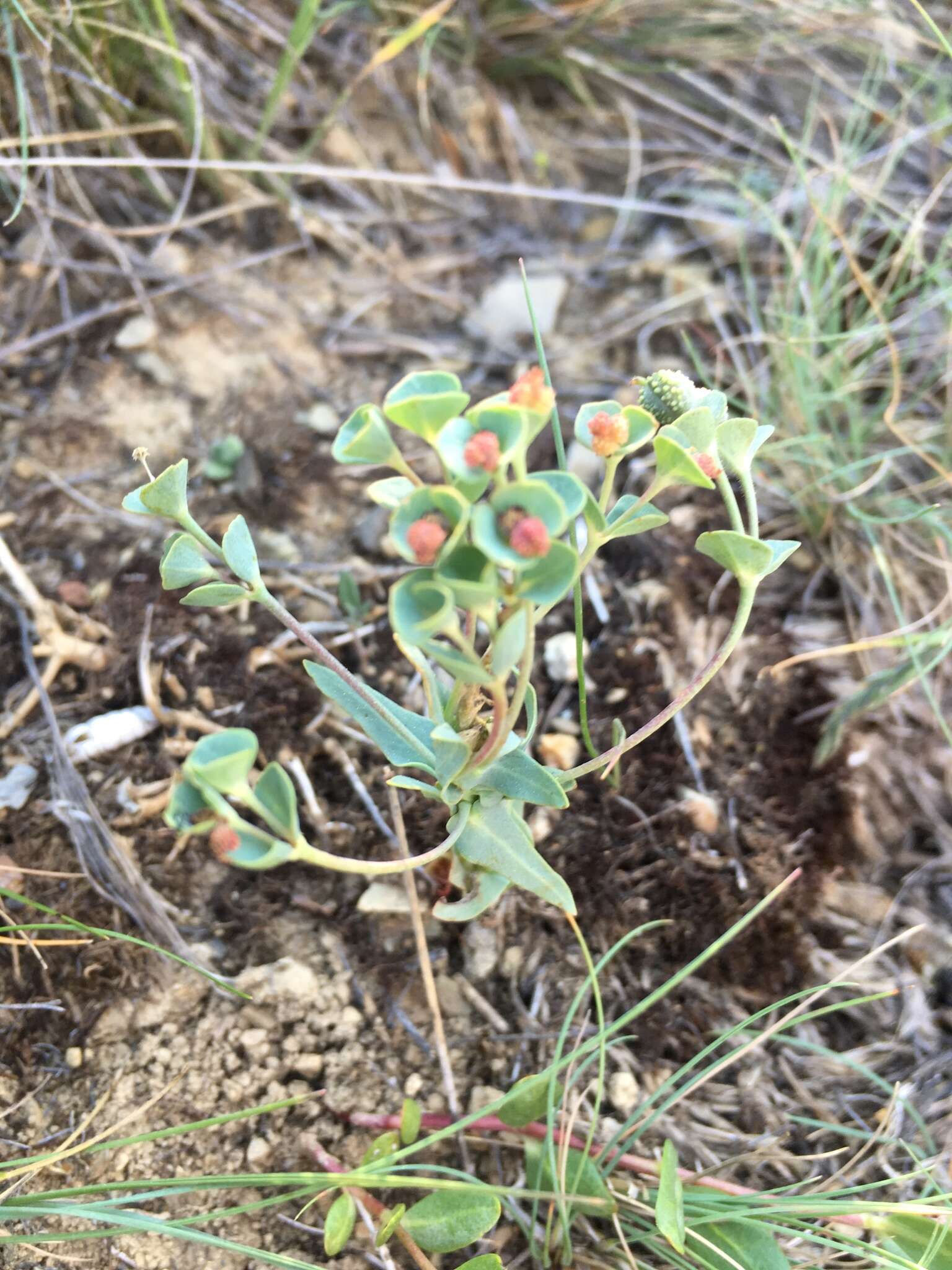 Sivun Euphorbia macroclada Boiss. kuva