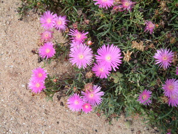 صورة Lampranthus