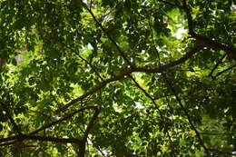 Image of Emerald-collared Parakeet