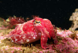 Image of Reaper cuttlefish