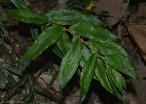 Imagem de Pleurostachys urvillei Brongn.