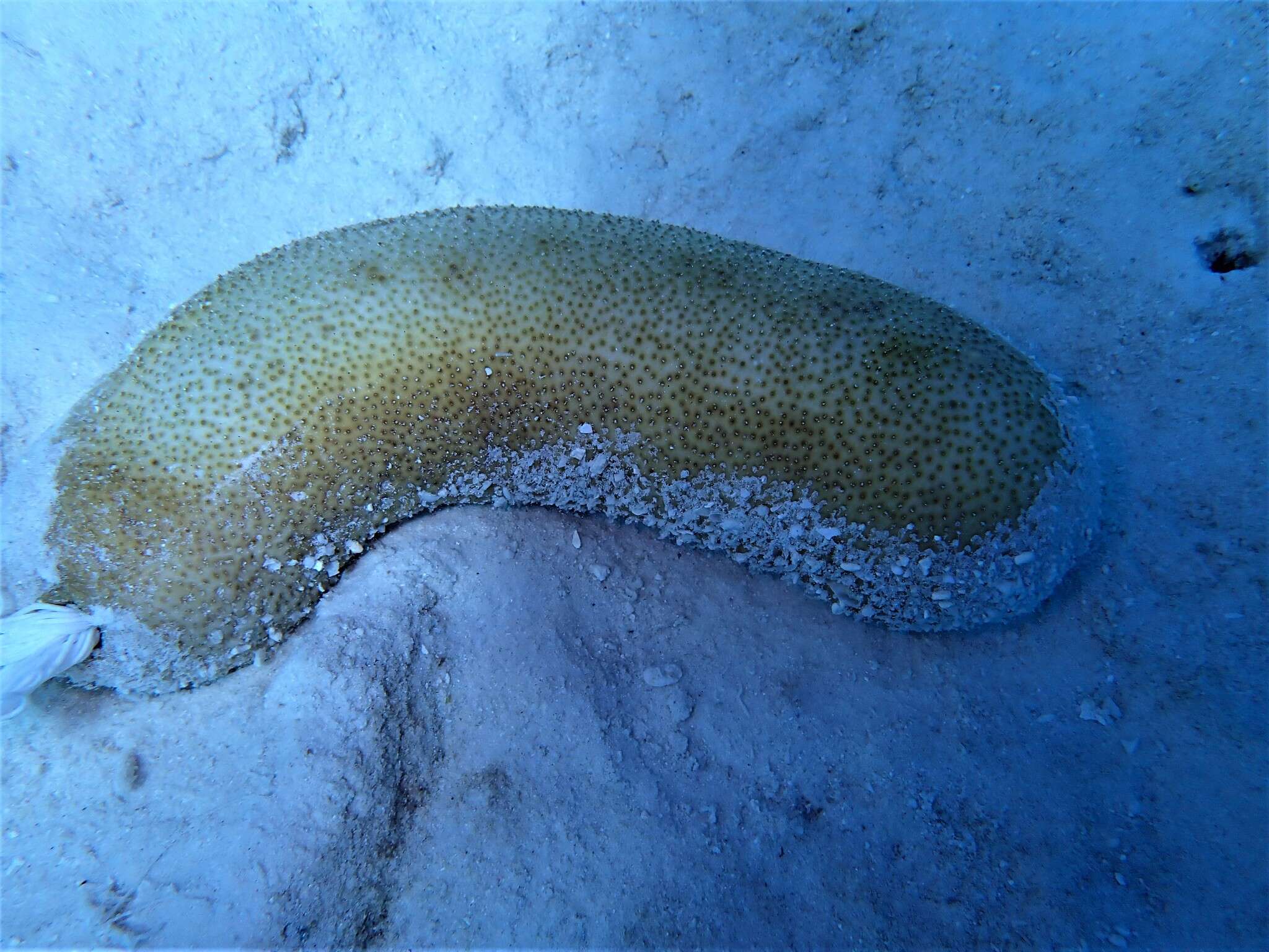 Image of Brown Sandfish