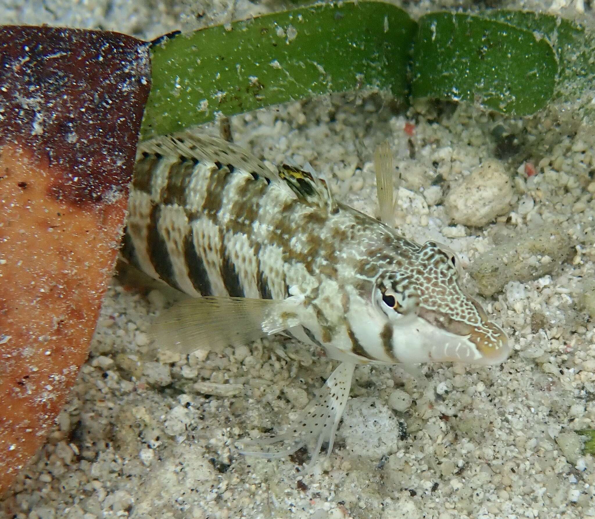 Image of Nosestripe grubfish