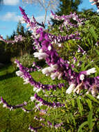 Imagem de Salvia leucantha Cav.