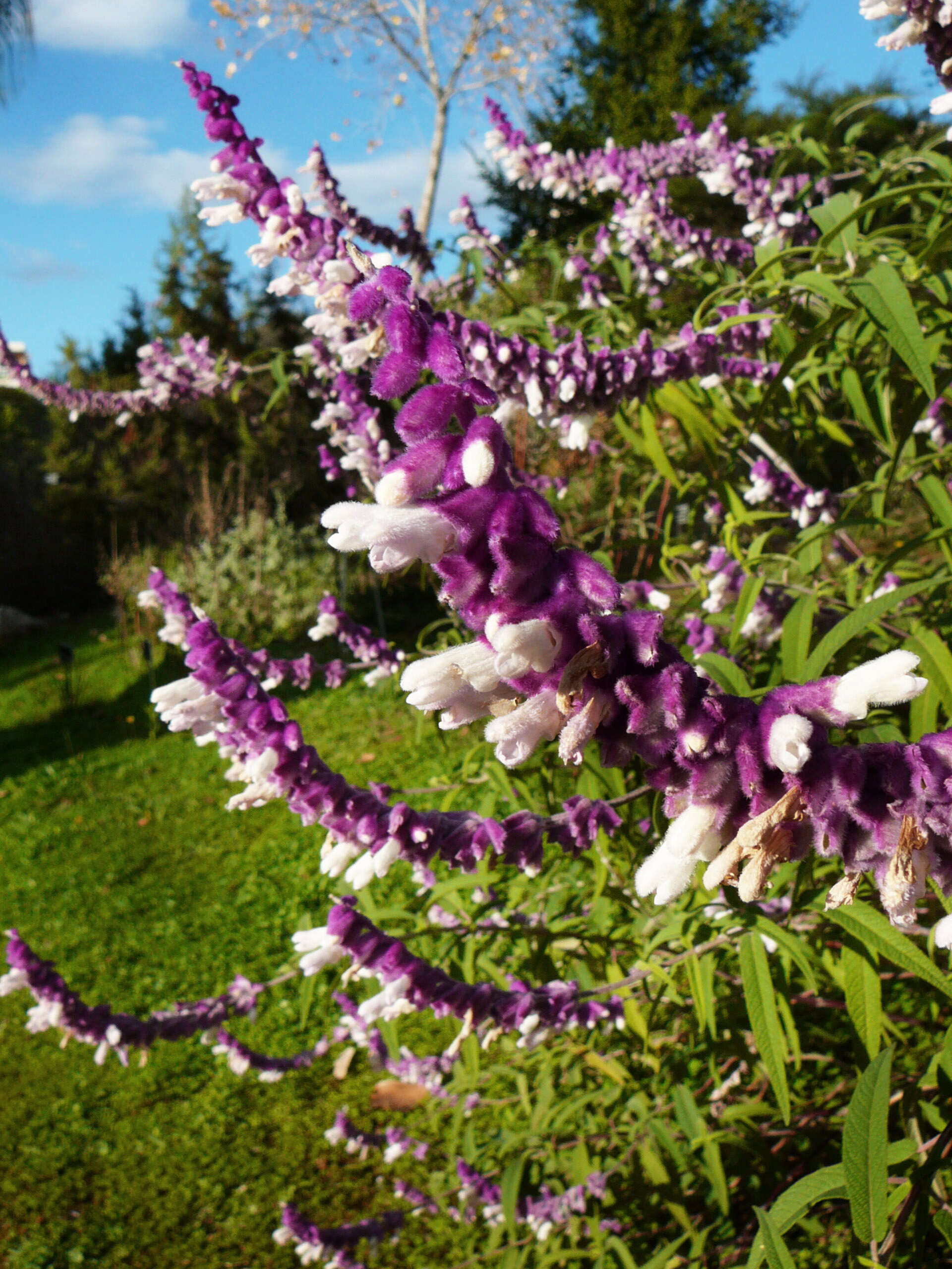 Imagem de Salvia leucantha Cav.