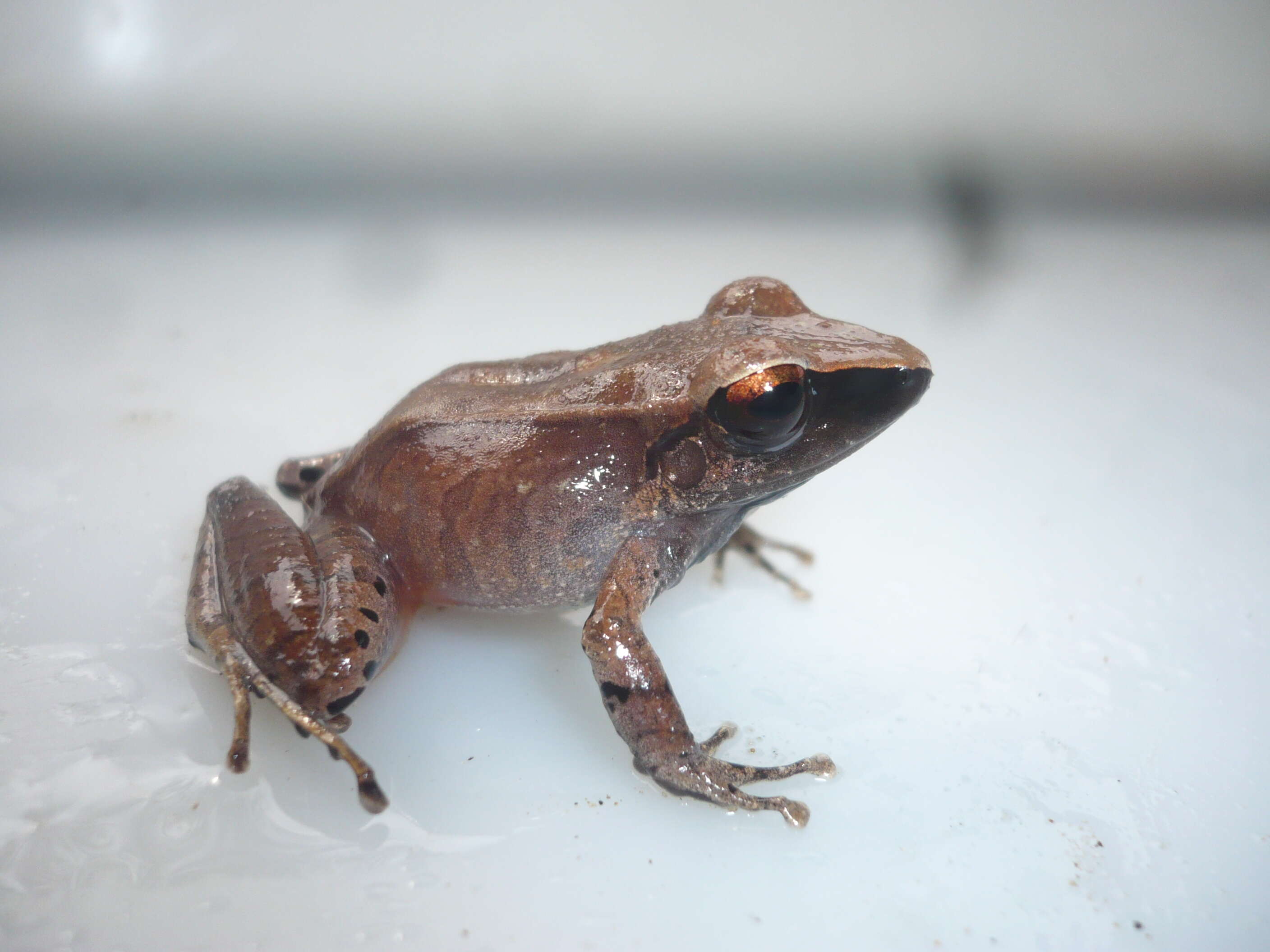 Sivun Pristimantis buccinator (Rodríguez 1994) kuva