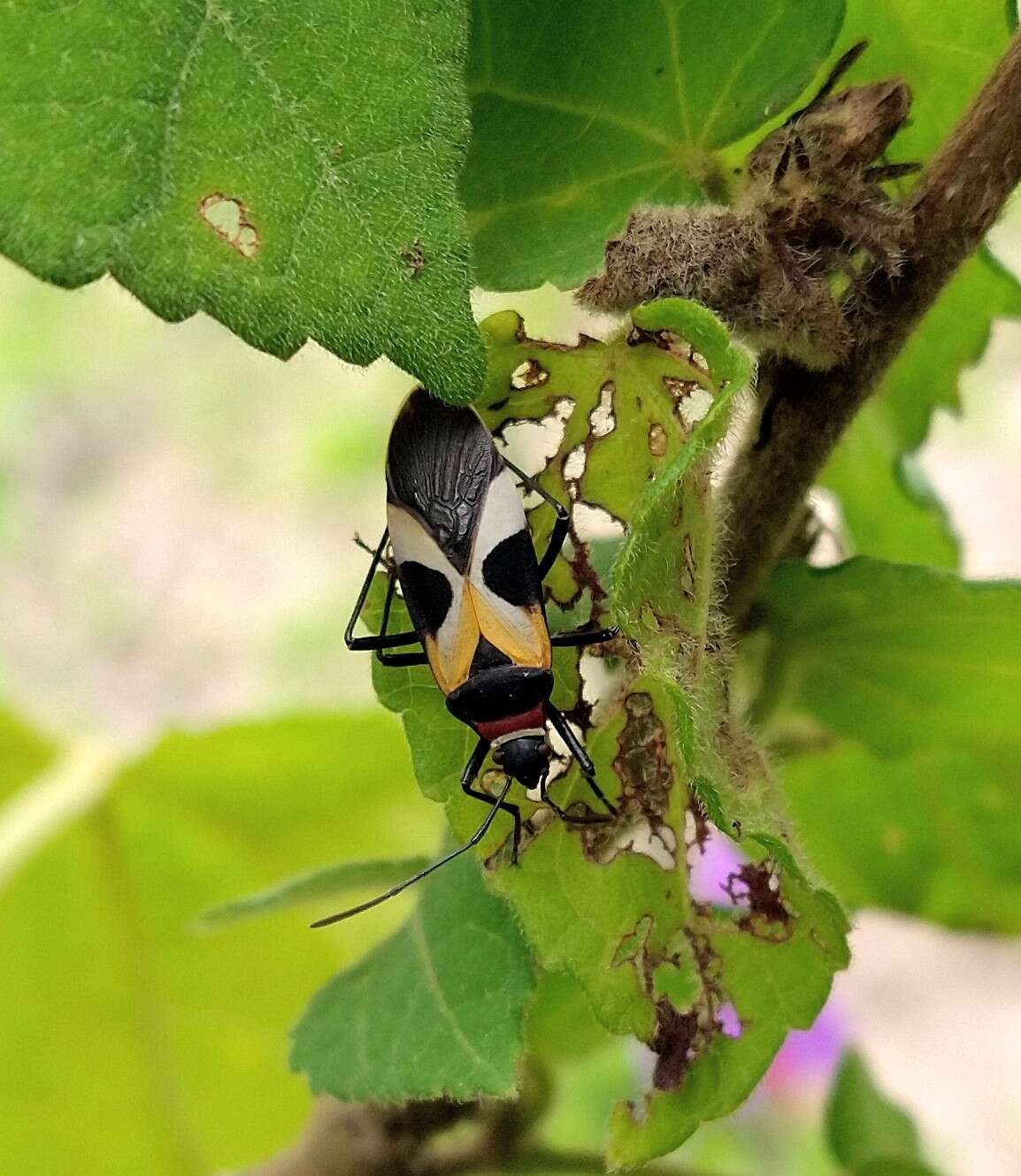 Image of Pale Red Bug