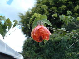 Image of Callianthe darwinii (Hook. fil.) Donnell