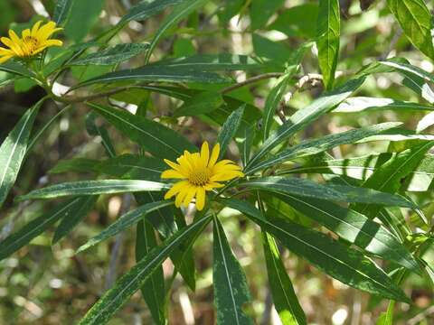 Image of Verbesina neriifolia Hemsl.