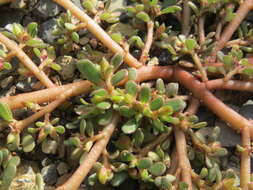 Image of common purslane