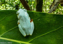 Image of Madagascar Reed Frog