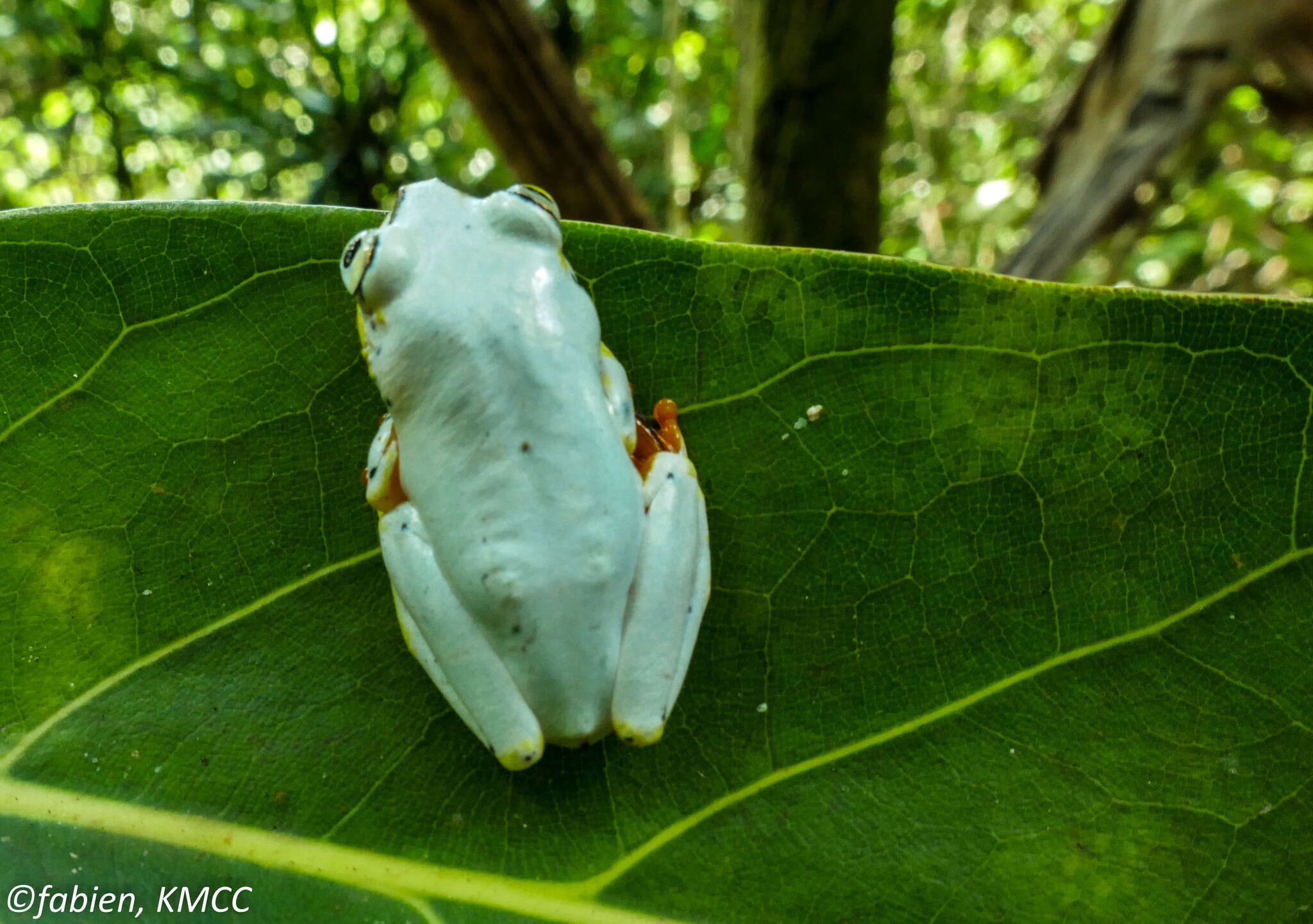 Image of Madagascar Reed Frog