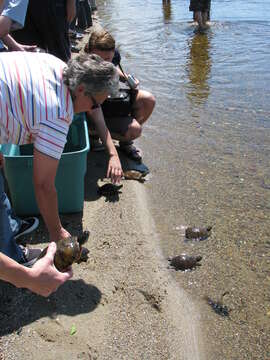 Image of American Red-bellied Turtle