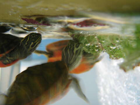 Image of American Red-bellied Turtle