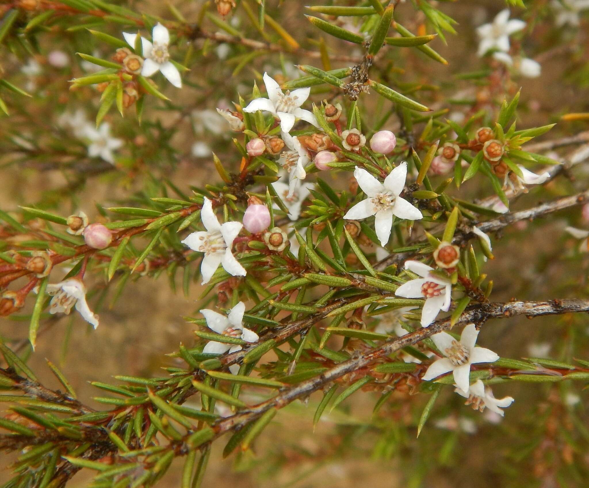 Image of Philotheca pungens (Lindl.) Paul G. Wilson