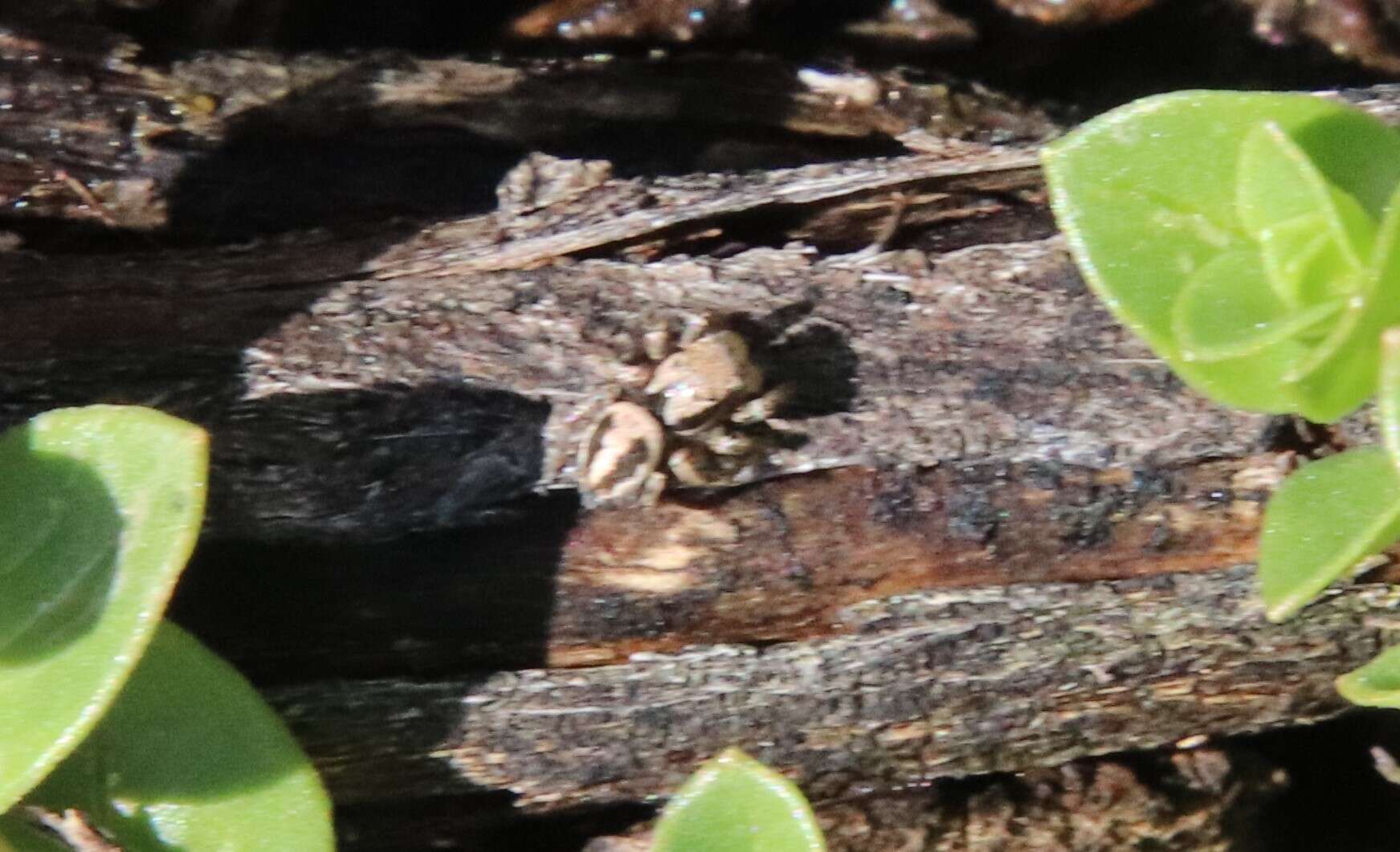 Image of Habronattus californicus (Banks 1904)