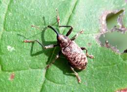 Image of Dorytomus longimanus (Forster & J. R. 1771)