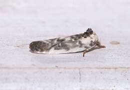 Image of Schlaeger's Fruitworm Moth