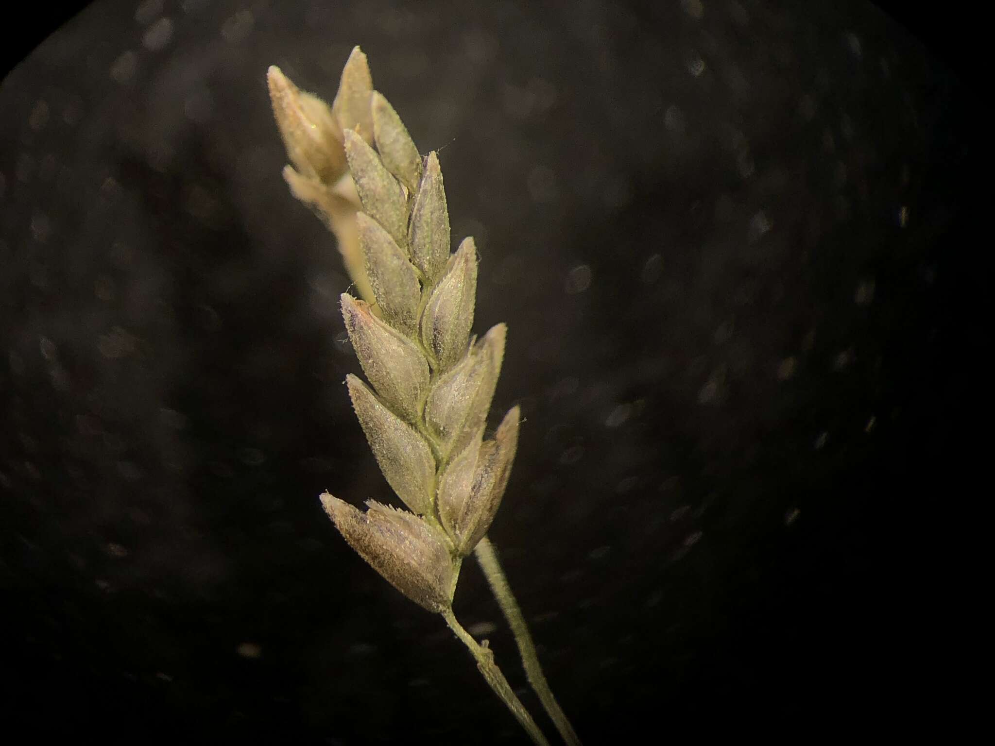 Imagem de Eragrostis pectinacea (Michx.) Nees