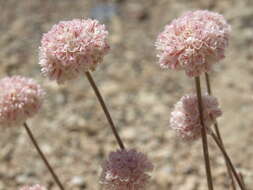 Image of Steamboat buckwheat