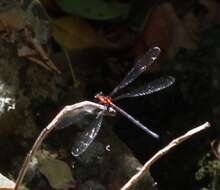 Image of Austroargiolestes chrysoides (Tillyard 1913)