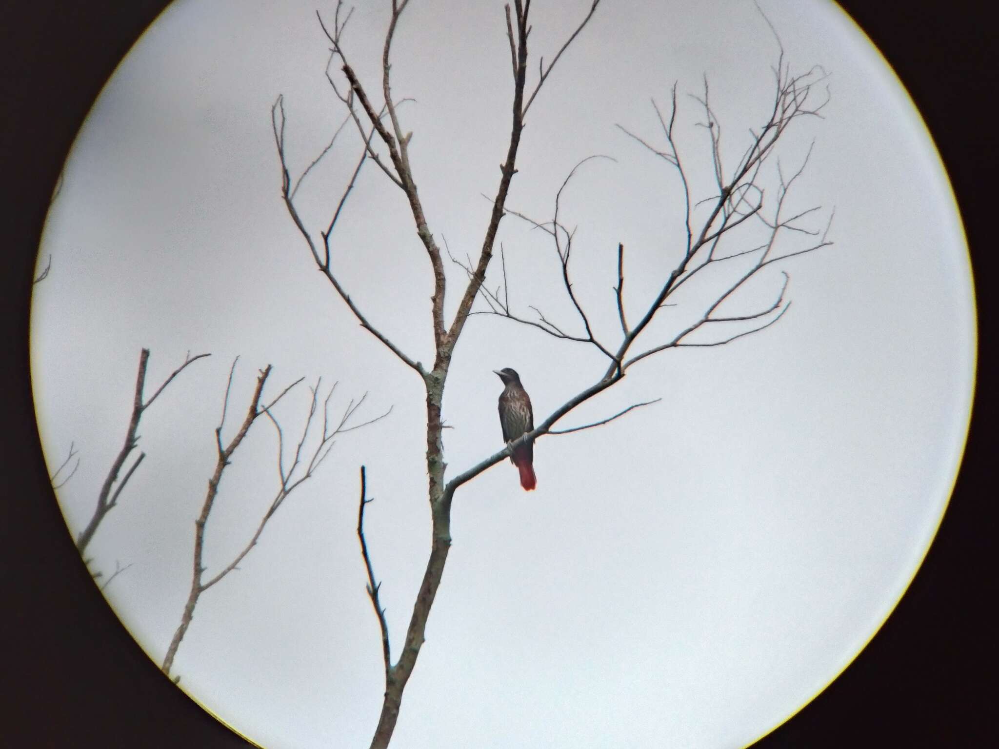 Image of Maroon Oriole