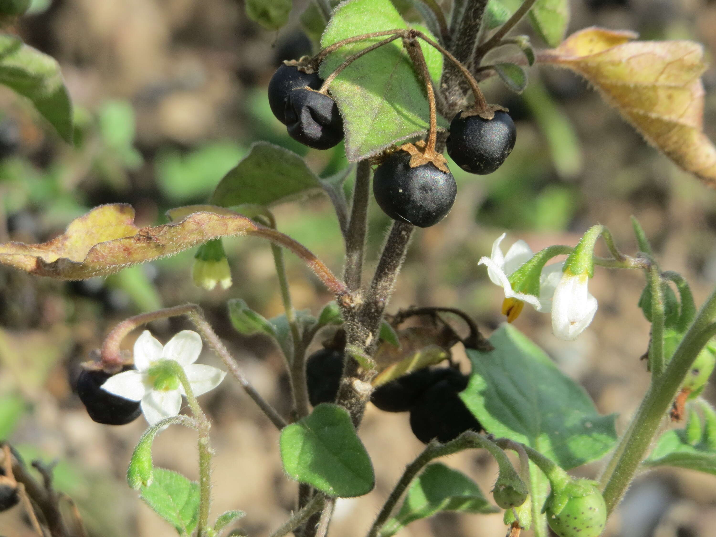 Image of European Black Nightshade