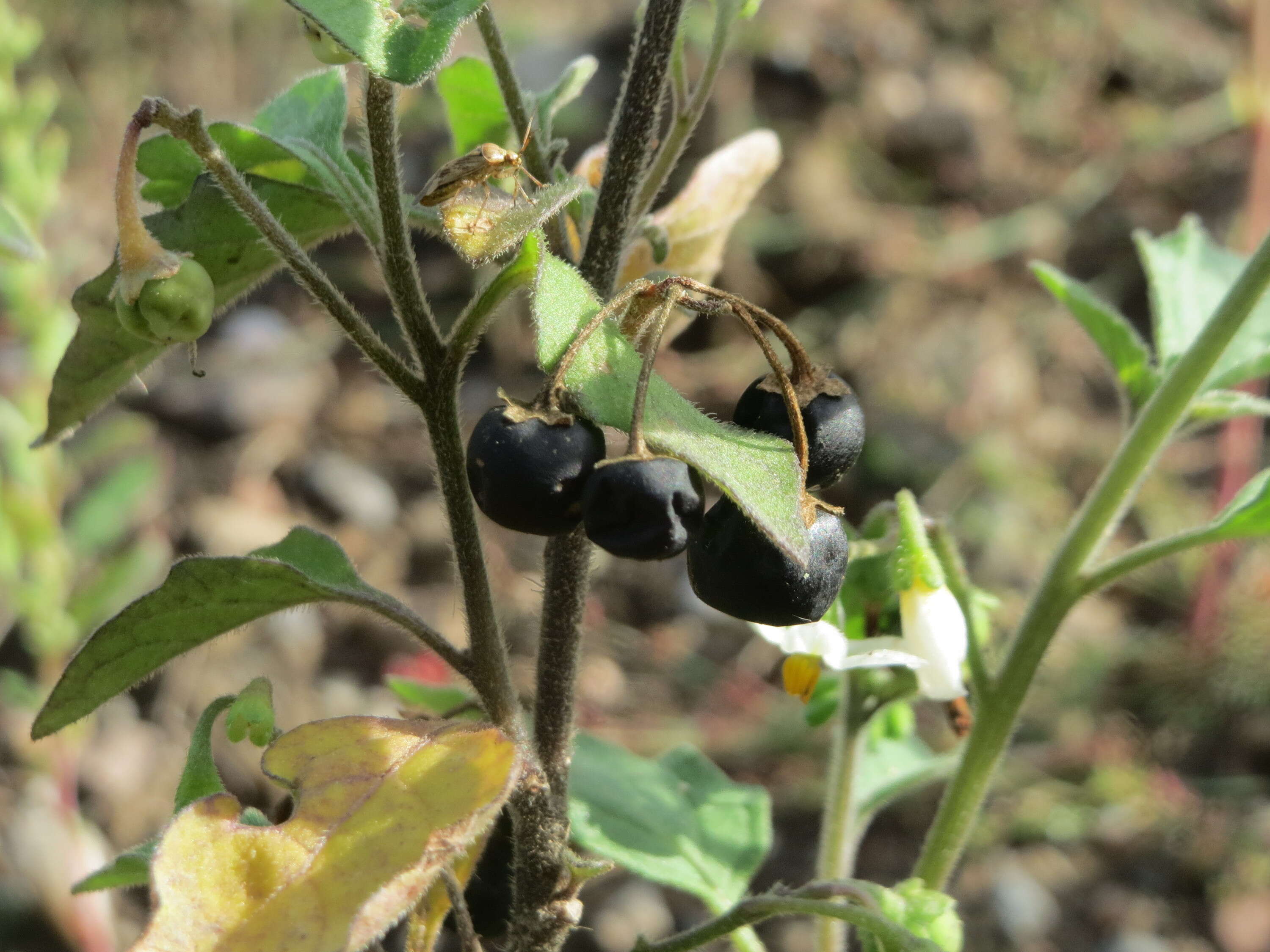 Image of European Black Nightshade