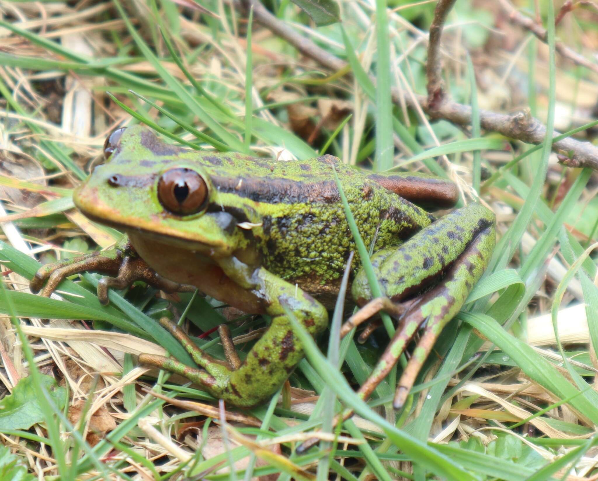 Image of Emerald Forest Frog